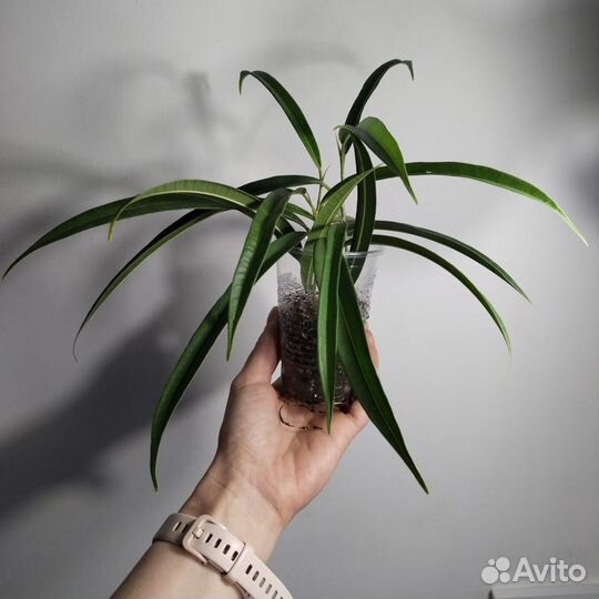 Фикус Али (иволистный)