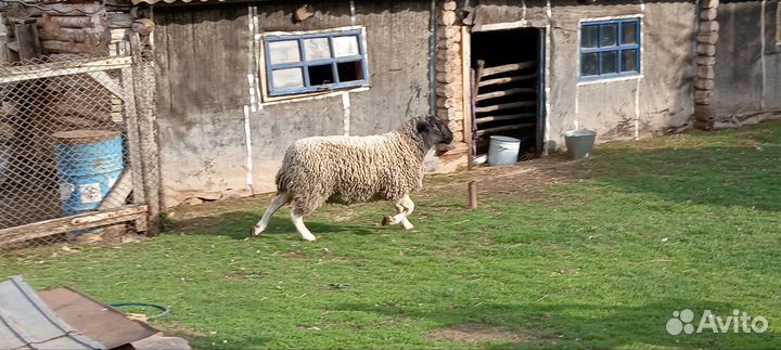 Овцы бараны дорпер
