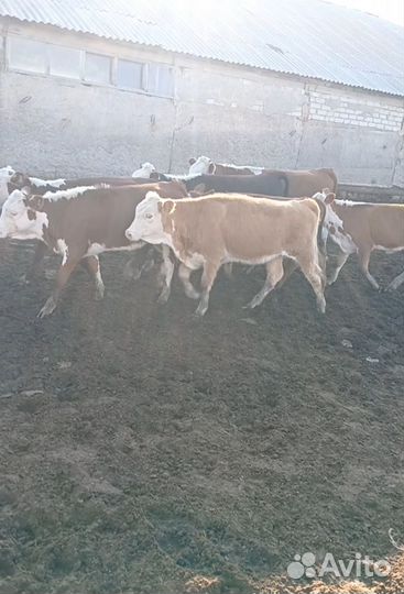 Телки этого года