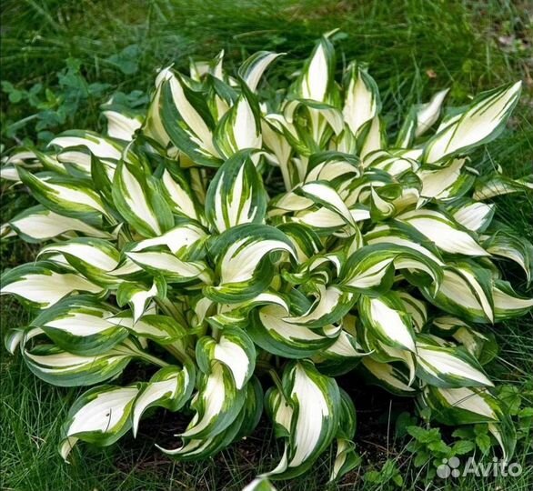 Хоста, астильба, хвойники