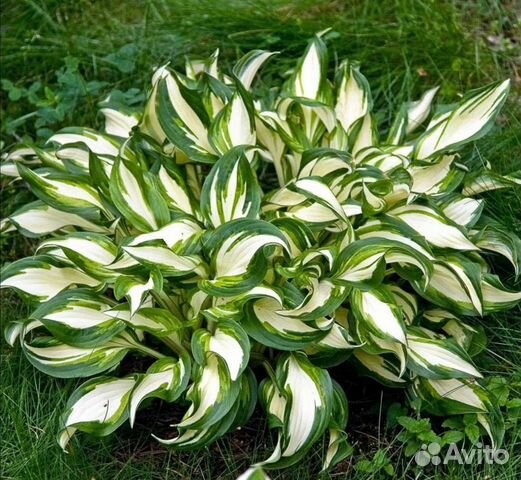 Хоста, астильба, хвойники