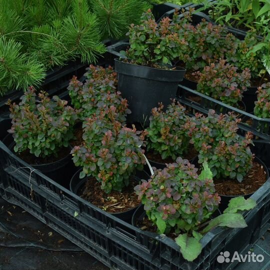 Многолетние и декоративные растения в горшках