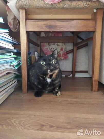 Мурка в добрые руки