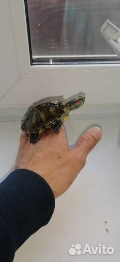 Красноухая черепаха маленькая