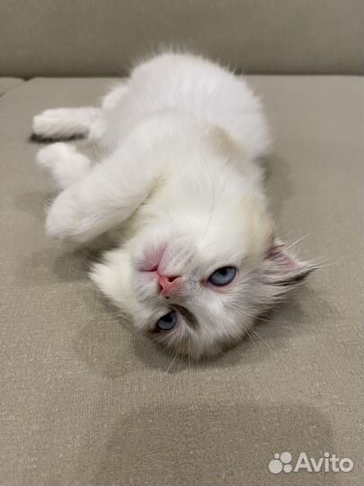 Сиамские котята (кошечки)
