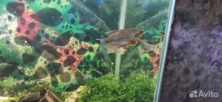 Аквариум с тумбой 100 литров