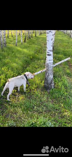 Питбуль в добрые руки