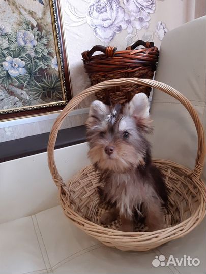 Мальчики и Девочки Йopки