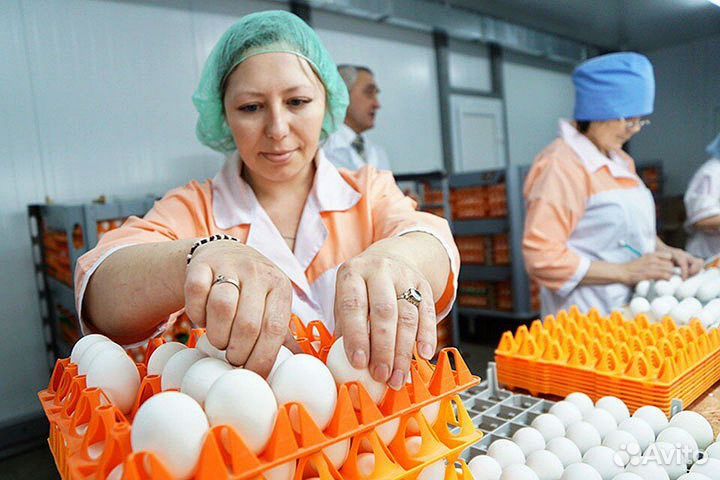 Вахта упаковщик яиц Тульская область