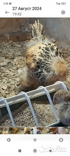 Молодые петушки брама