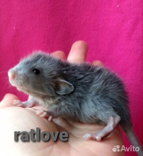 Крысята дамбо лонг с длинной шерстью