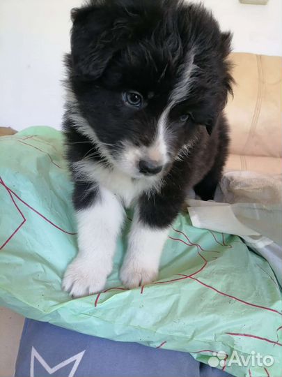 Щенки аусси (Австралийская овчарка)