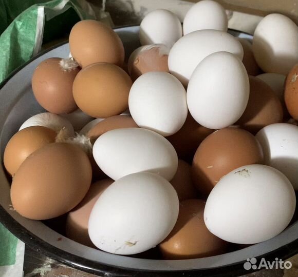 Яйцо перепелиное столовое и инкубационное