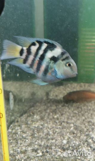 Рыба попугай