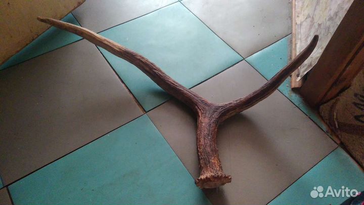 Продаю Рога