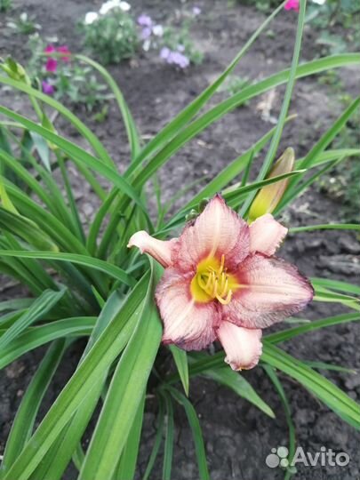 Лилейники низкорослые, лилии