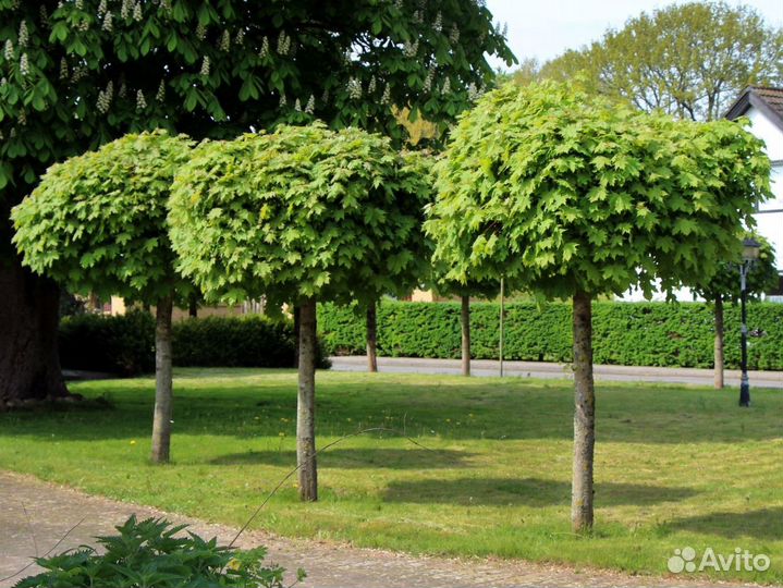 Клены на штамбе с доставкой