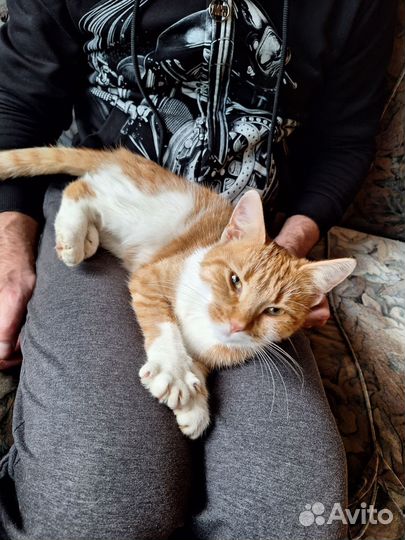 Кошка рыжая годовалая