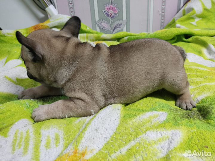 Французский бульдог щенки