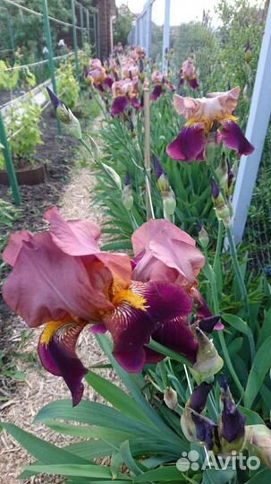 Ирисы бородатые