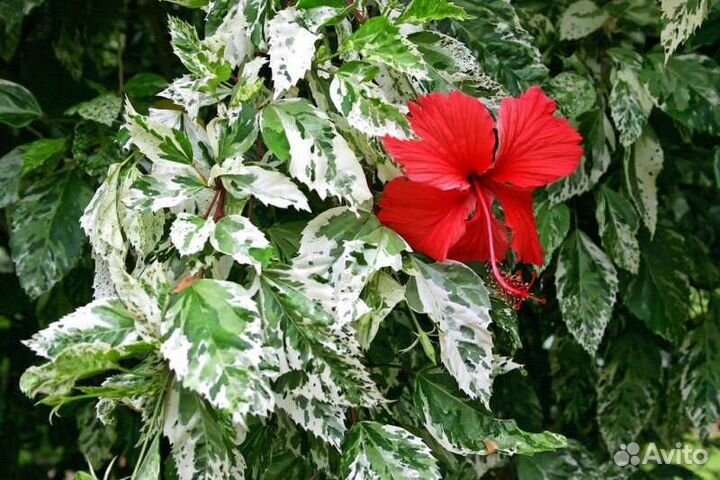 Гибискус Купера (пестролистный) побег