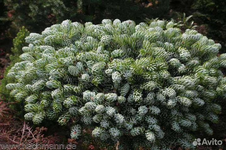 Пихта айсбрекер