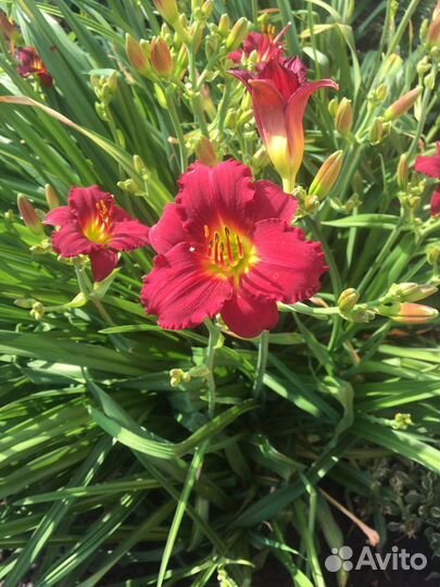 Многолетники