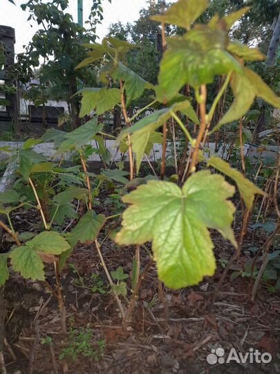 Плодовые кустарники