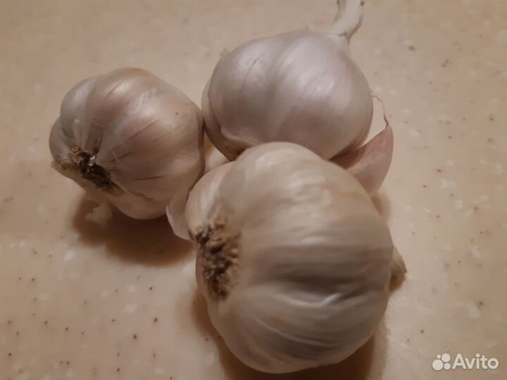 Чеснок озимый на посадку