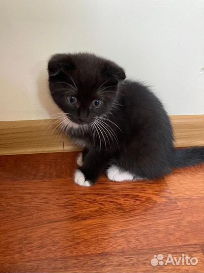 Котята в добрые руки бесплатно