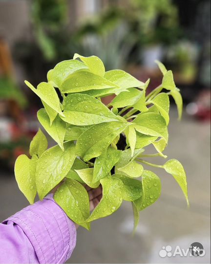 Комнатные растения