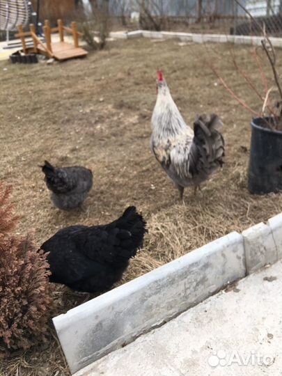 Семья сильверудд