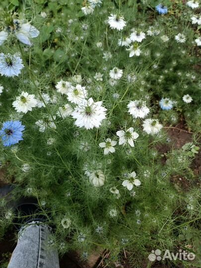 Нигелла цветущая