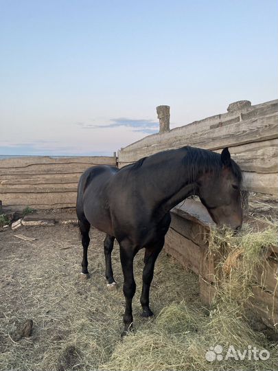 Жеребец рысак