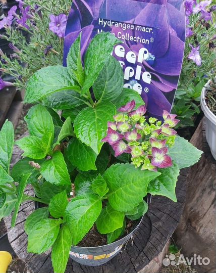 Гортензия крупнолистная Музыкальная Коллекция