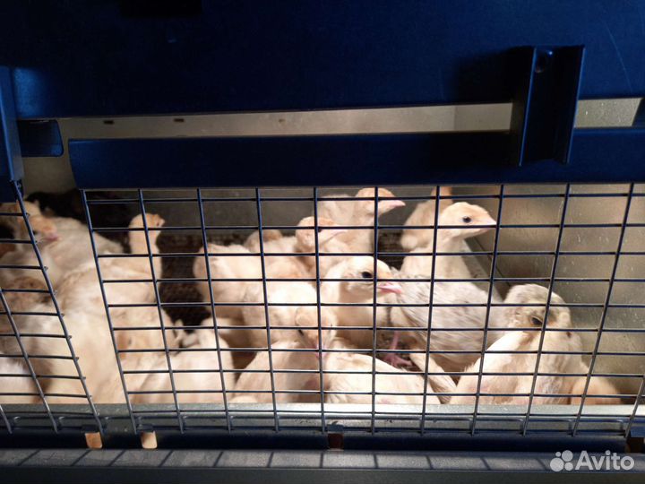 Индюшата биг 6, индюшата хайбрид грейд мейкер