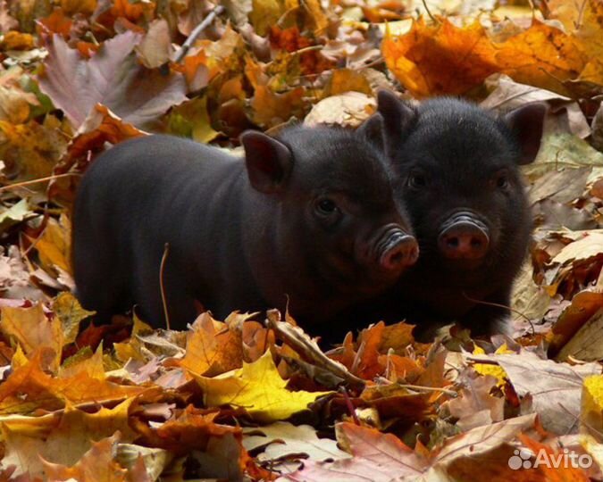 Вьетнамские вислобрюхие поросята