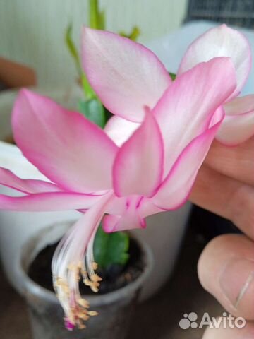 Декабрист шлюмбергера сортовые