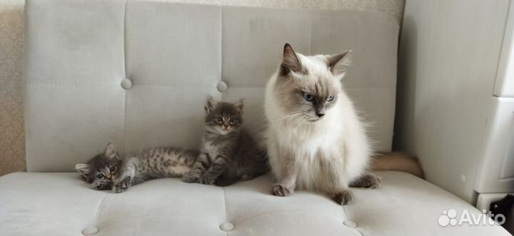 Котята отдам в добрые руки бесплатно