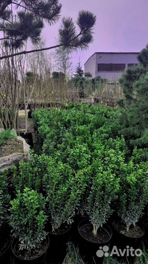 Купить самшит