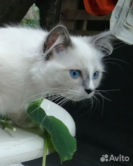 Клубный котенок рэгдолл