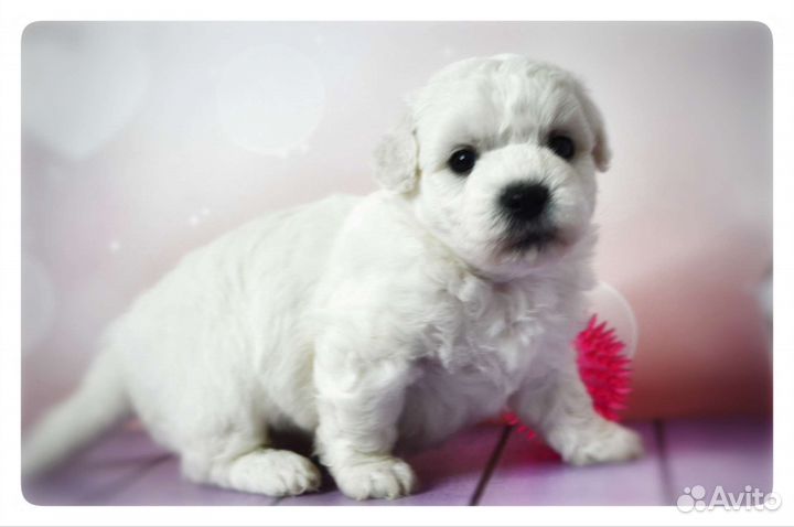Щенки бишон фризе