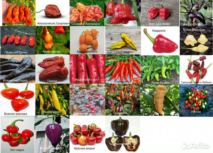 Перец острый табаско жёлтый