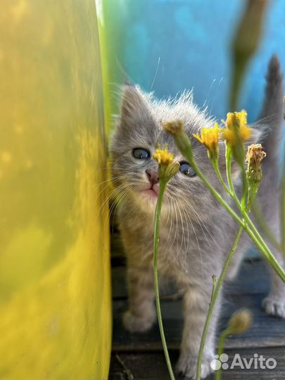 Коты полукровки