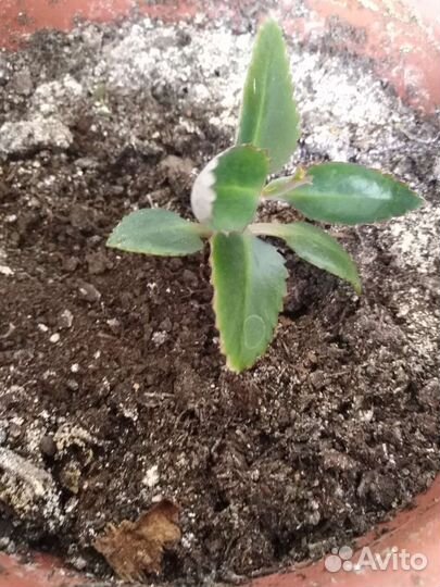 Каланхоэ лечебное