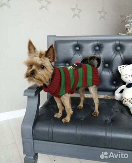 Йоркширский терьерВязка