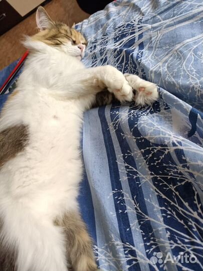 Передержка кошек