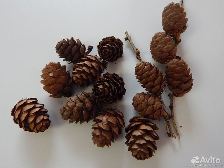 Продам шишки лиственницы и ели