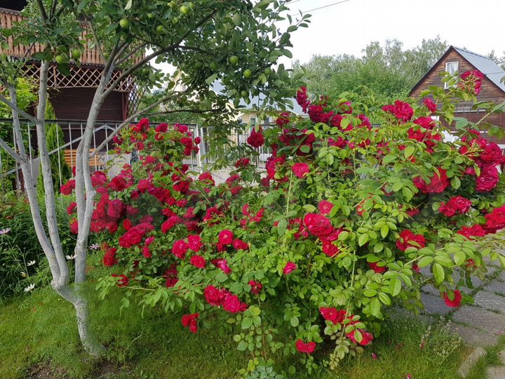 Дача 73,8 м² на участке 5,1 сот.