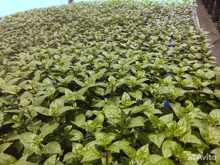 Укорененные черенки петуния, калибрахоа, бакопа